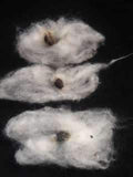 Seed Cotton Unginned